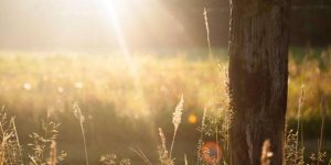530p.jpg