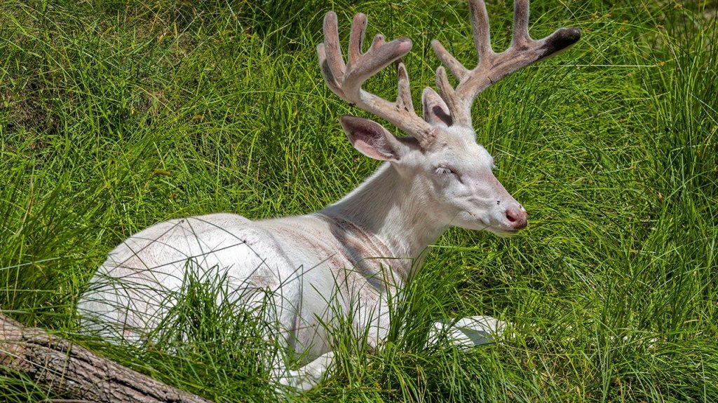 Albino_Deer_Wisconsin.jpg
