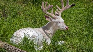 Albino_Deer_Wisconsin.jpg
