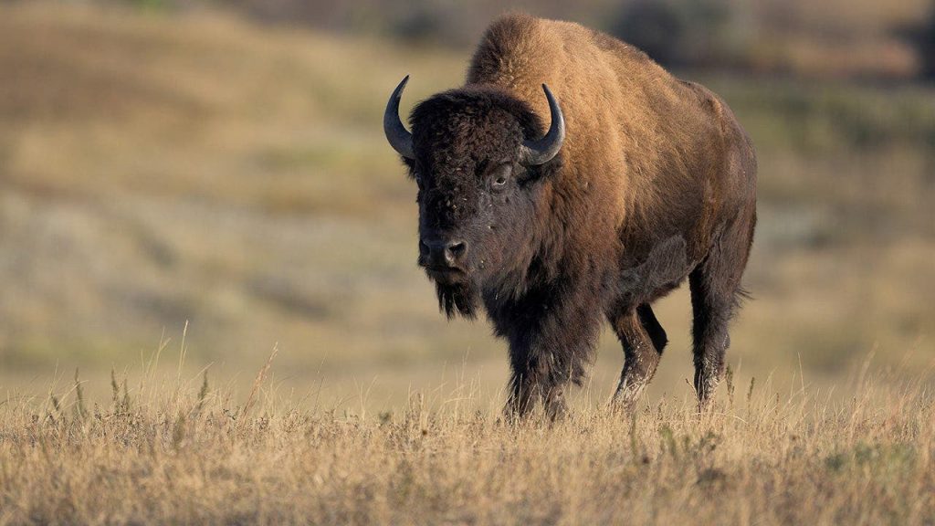 Bison_Tire_Popping.jpg