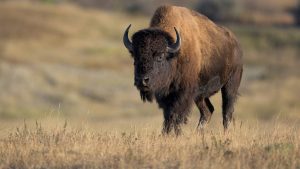 Bison_Tire_Popping.jpg