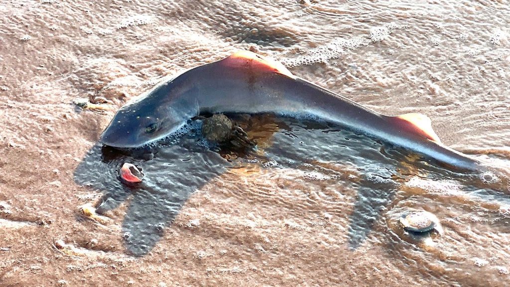 NJ-WASHED-UP-DOGFISH-SHARKS-TRAVEL-WHAT-TO-KNOW-1.jpg