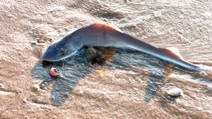 NJ-WASHED-UP-DOGFISH-SHARKS-TRAVEL-WHAT-TO-KNOW-1.jpg