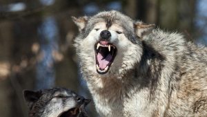 Wolf.jpeg