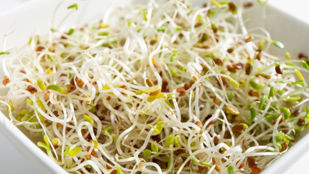 alfalfa-sprouts.jpg