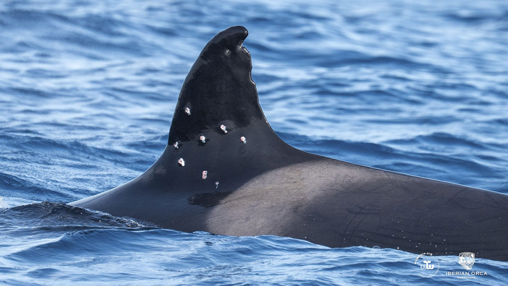 oldest-iberian-orca-toni-shotgun-pellet-wounds.jpg