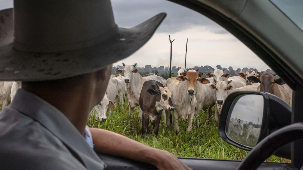 rancher-cattle-shortage.png