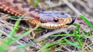 venomous-snake-helmet-featured.jpg